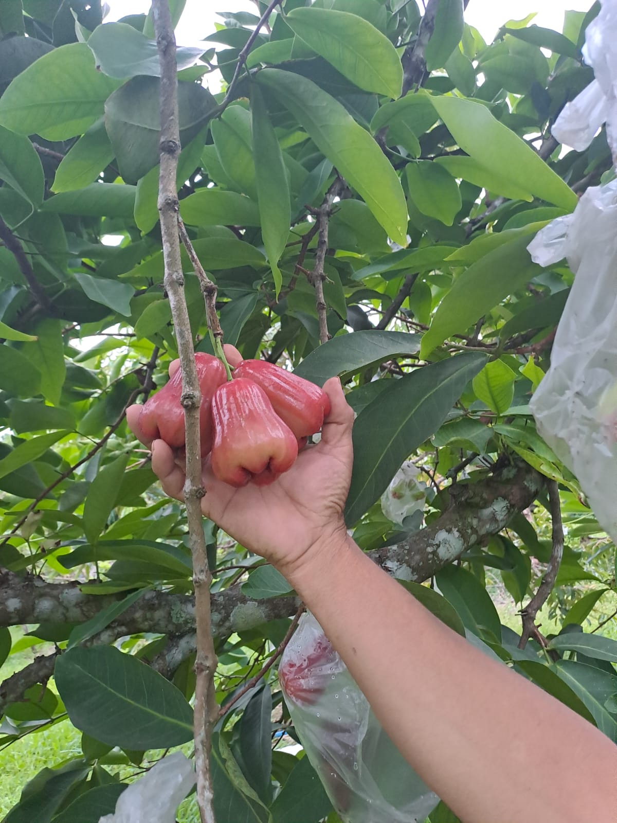 Dari pekarangan menghasilkan pundi pundi uang