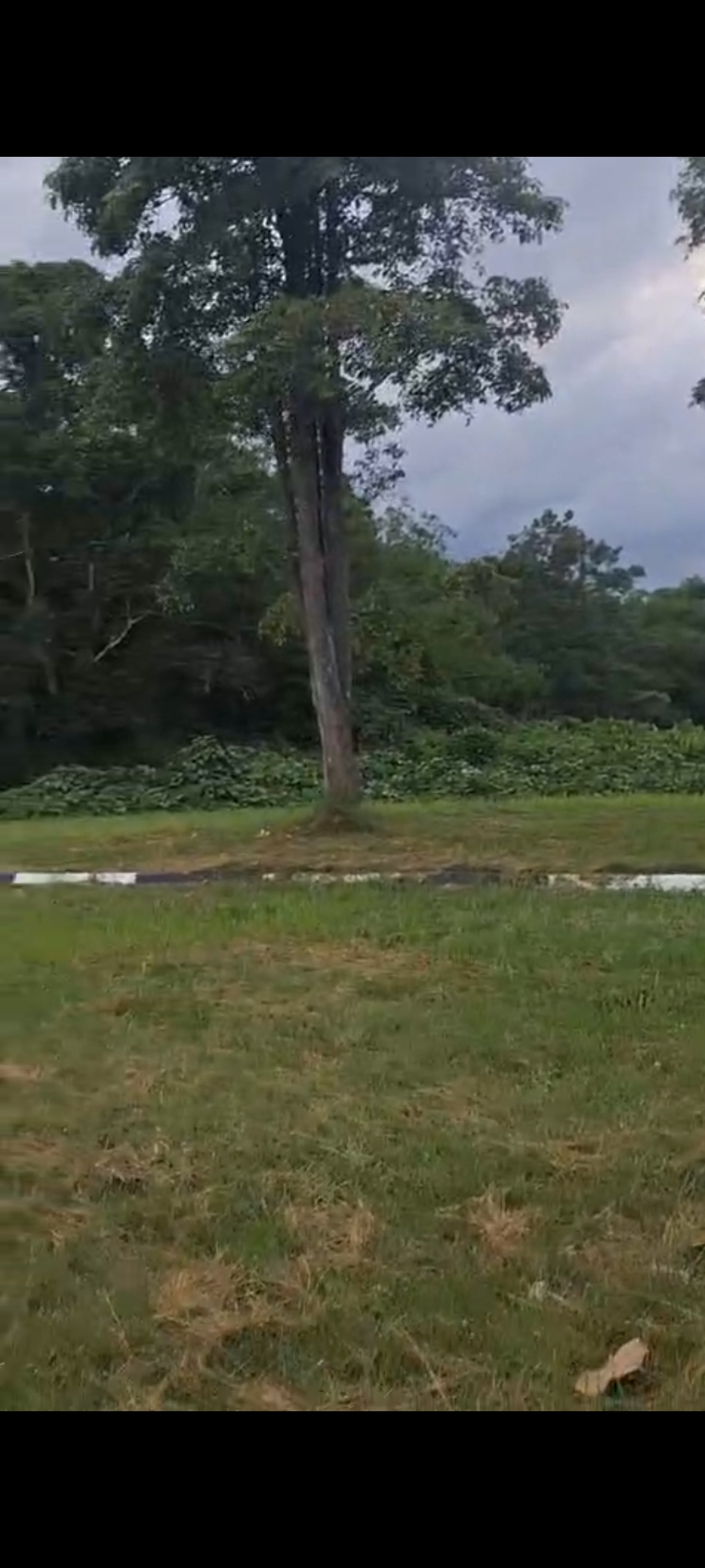 Spot Jogging Rindang Ini Bikin Lari Makin Semangat